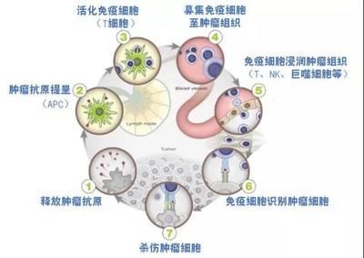 柬埔寨免疫抗癌藥物“依維卡”近日獲得國(guó)家藥監(jiān)局批準(zhǔn)開(kāi)展臨床試驗(yàn)資格